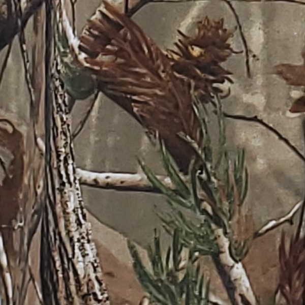 Real Tree Apex